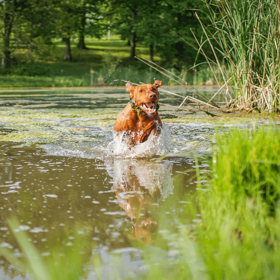 Wilderness Athlete nutrition and sports performance product formulations - K9 Hydrate & Recover