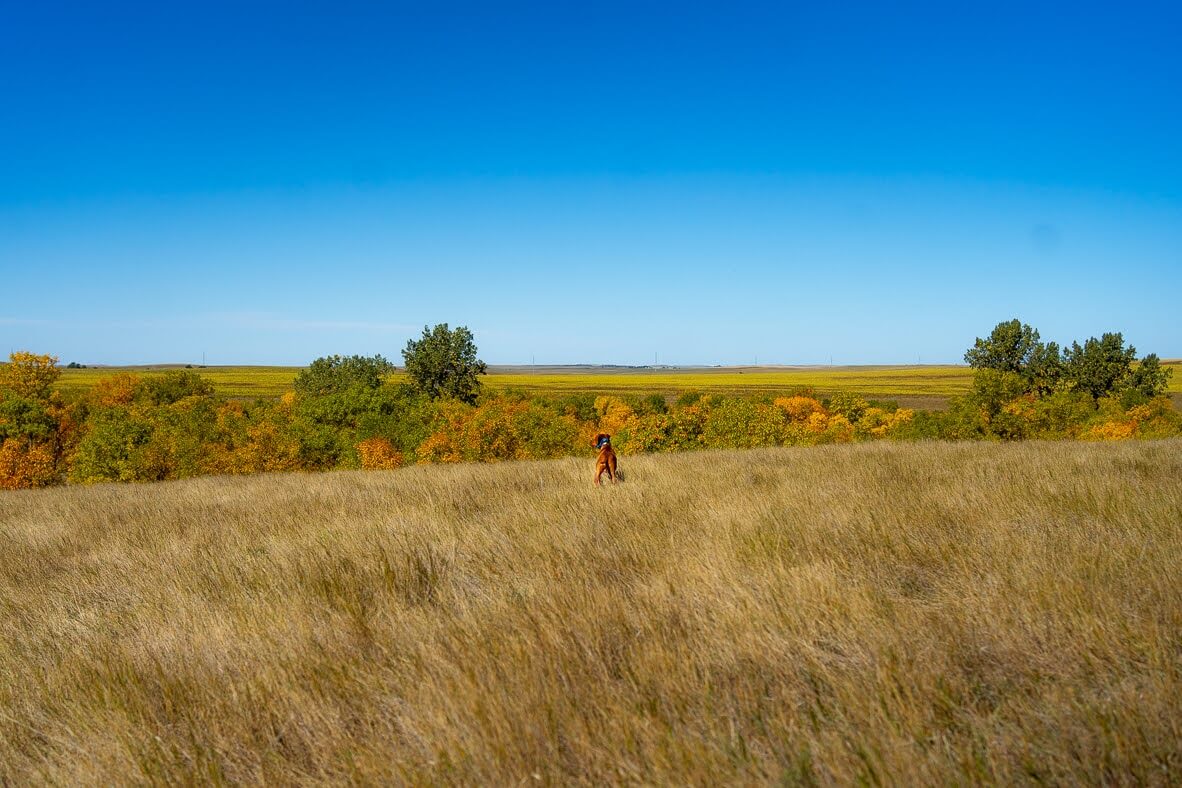 Wilderness Athlete nutrition and sports performance product formulations - K9 Hydrate & Recover