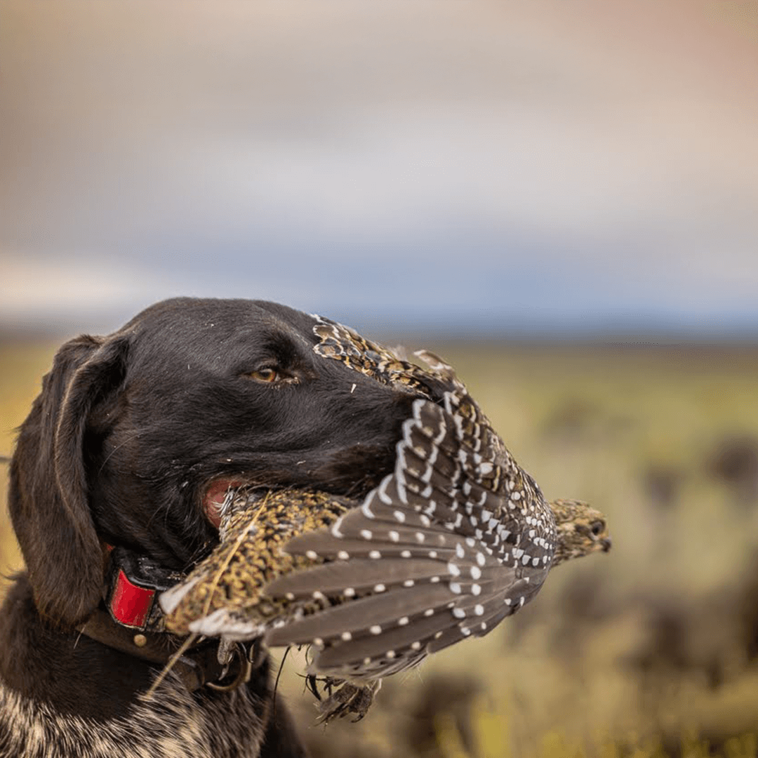 Wilderness Athlete nutrition and sports performance product formulations - K9 New Dog