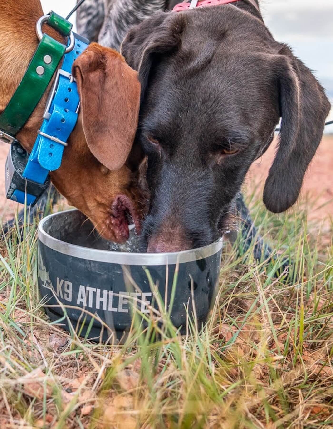 Wilderness Athlete nutrition and sports performance product formulations - K9 New Dog