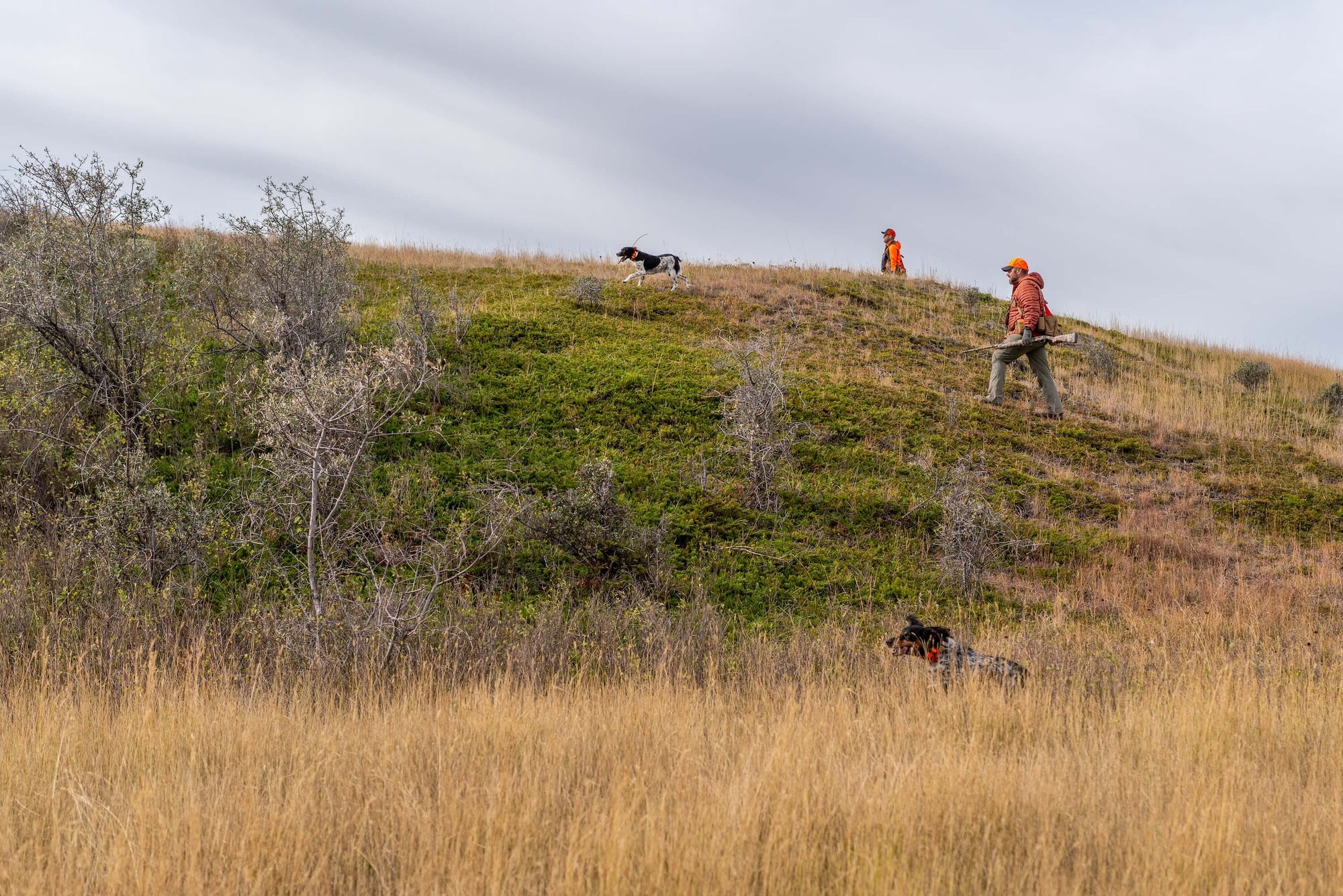 Wilderness Athlete nutrition and sports performance product formulations - K9 New Dog