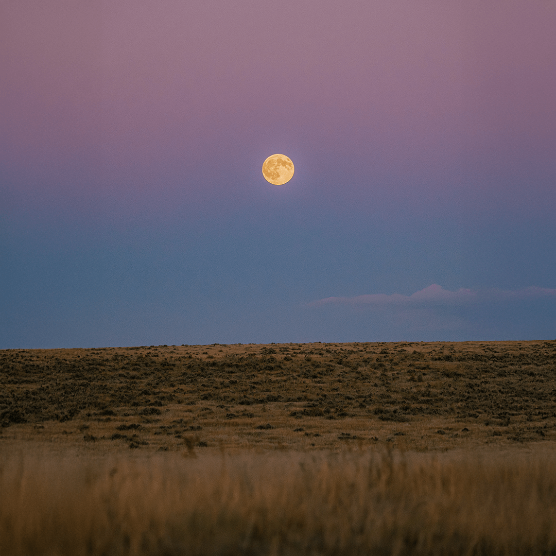 Wilderness Athlete nutrition and sports performance product formulations - High Performance Multi-Vitamin