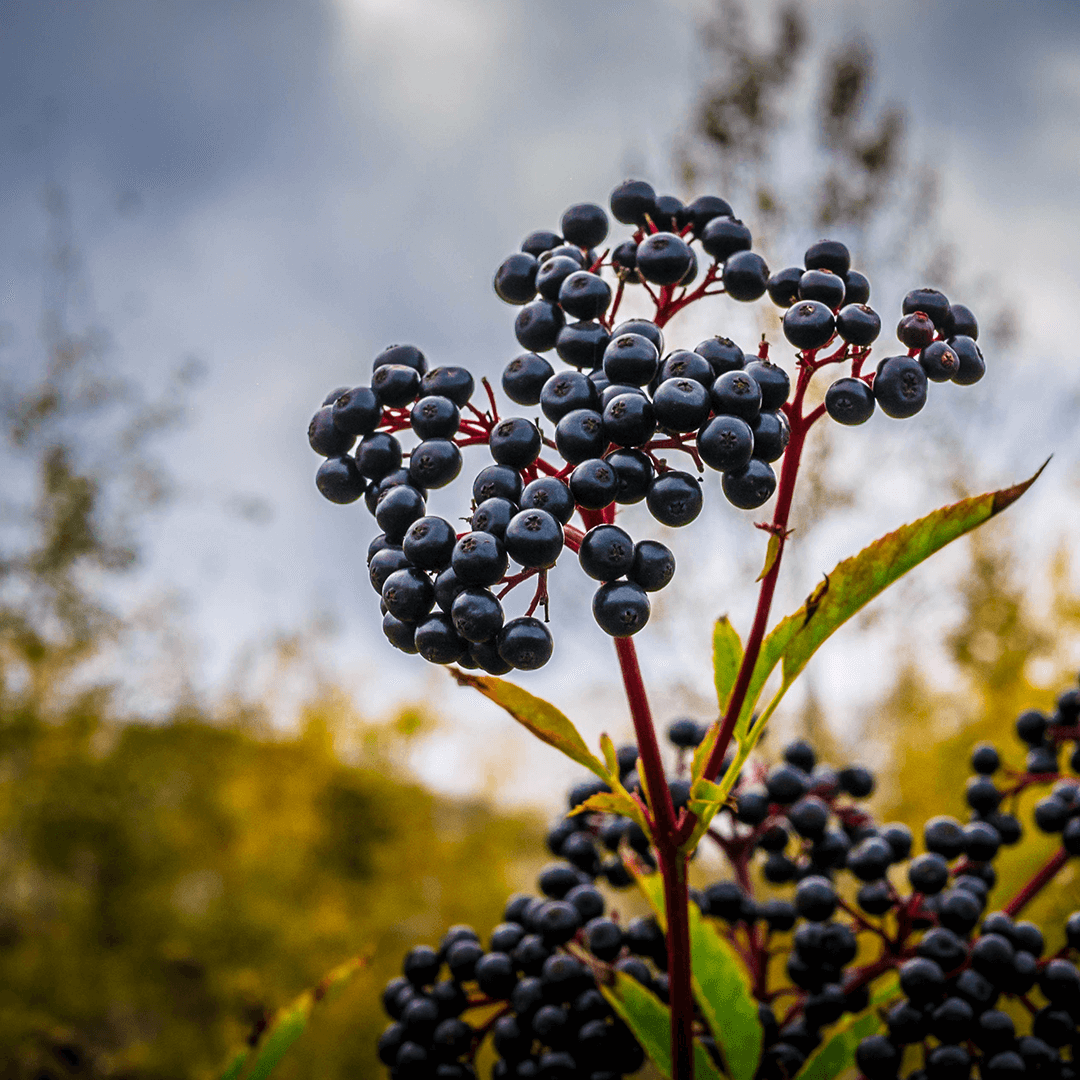 Wilderness Athlete nutrition and sports performance product formulations - Immunity