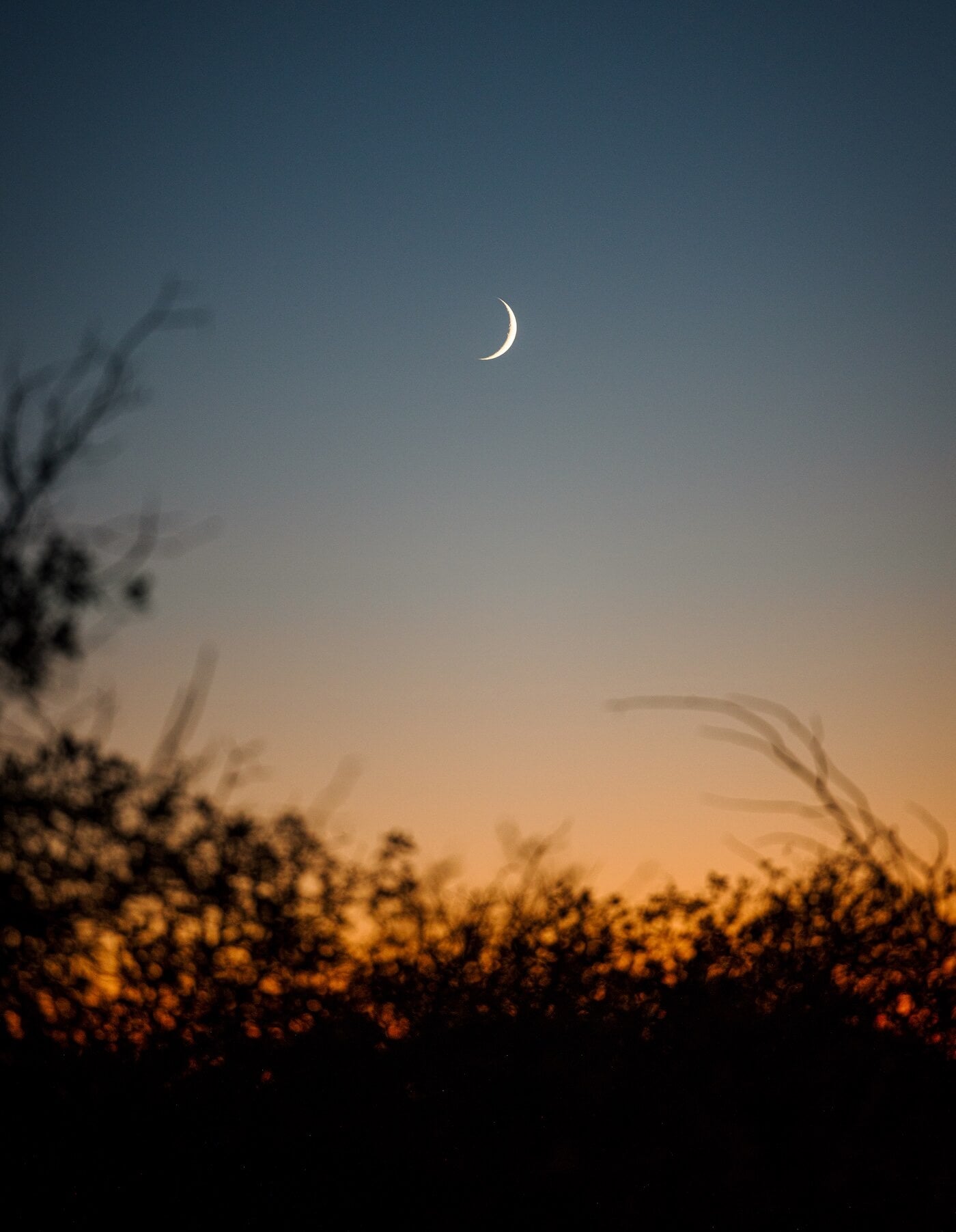 Wilderness Athlete nutrition and sports performance product formulations - Midnight Build